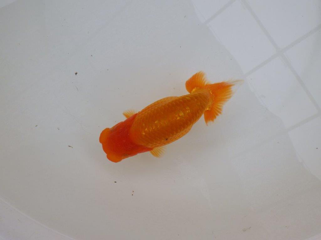 【 愛知超優良系統様】頭も良く背のラインも綺麗な当歳らんちゅう　約14㎝の上身