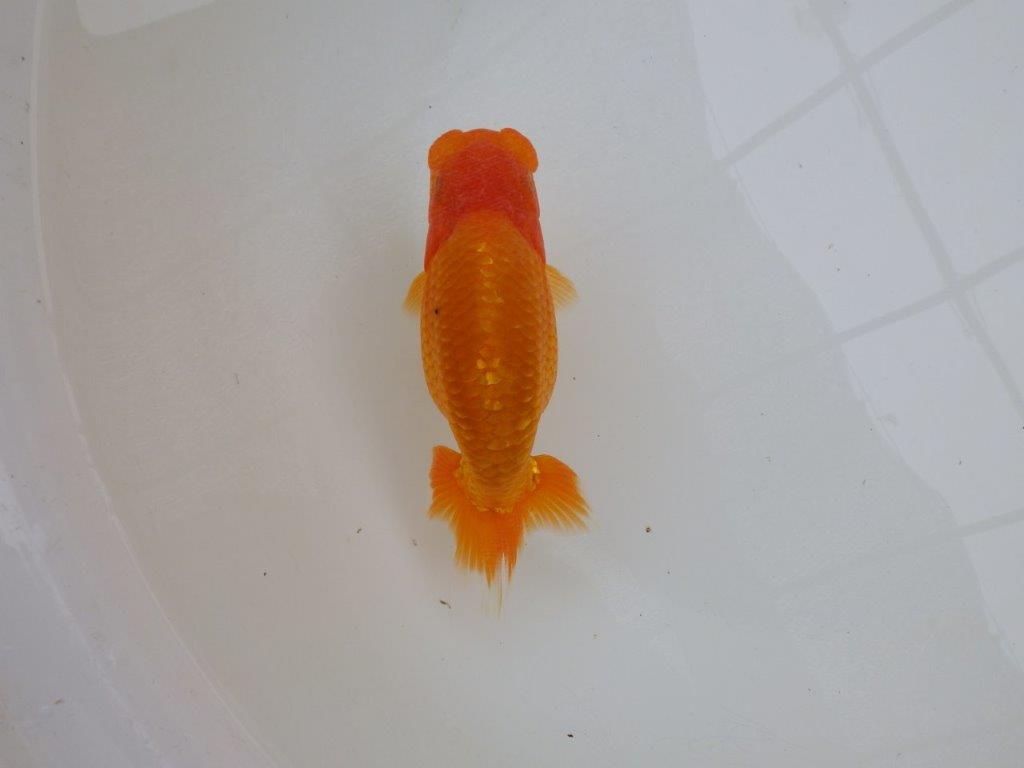 【 愛知超優良系統様】頭も良く背のラインも綺麗な当歳らんちゅう 約14㎝