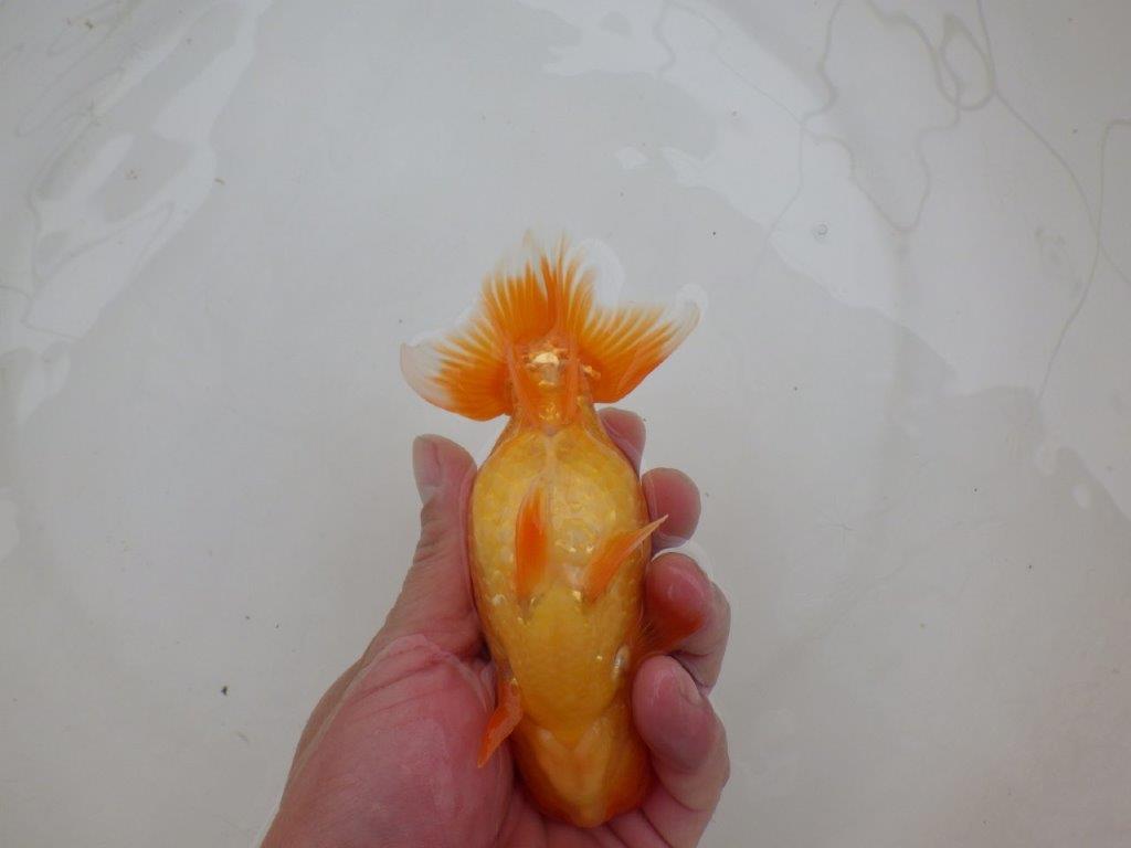 【 愛知超優良系統様】頭も良く背のラインも綺麗な当歳らんちゅう 約14㎝