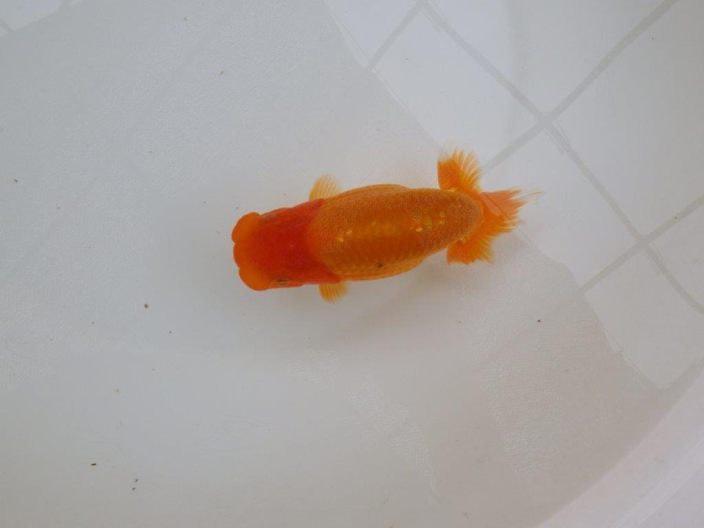 【 愛知超優良系統様】頭も良く背のラインも綺麗な当歳らんちゅう 約14㎝