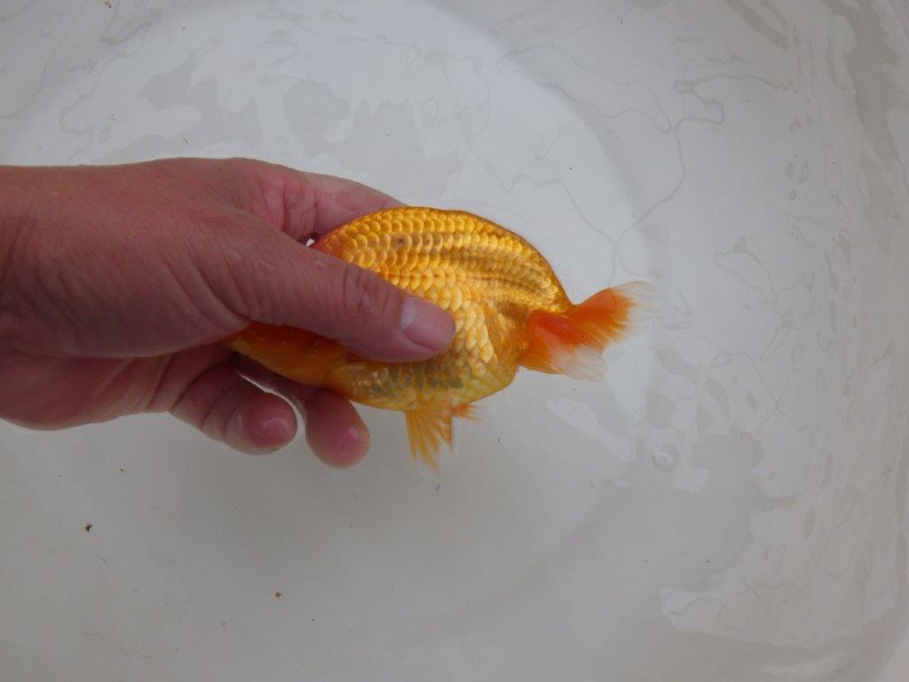 【 愛知超優良系統様】頭も良く背のラインも綺麗な当歳らんちゅう 約14㎝