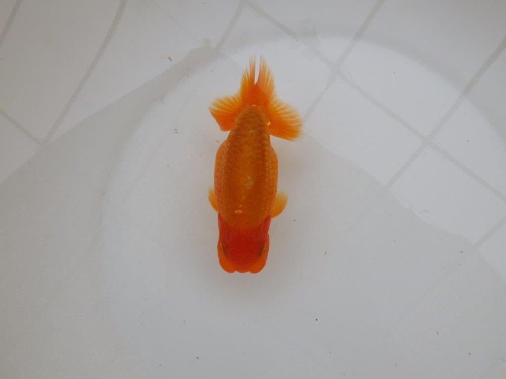 【 愛知超優良系統様】素晴らしい尾型で上見が映える当歳らんちゅう 約13㎝ オス?