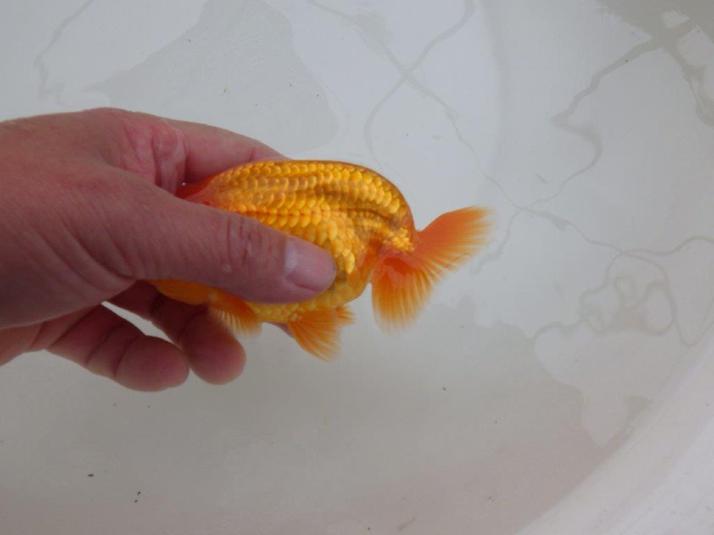 【 愛知超優良系統様】素晴らしい尾型で上見が映える当歳らんちゅう 約13㎝ オス?