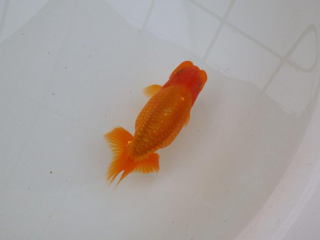 【 愛知超優良系統様】素晴らしい尾型で上見が映える当歳らんちゅう 約13㎝ オス?