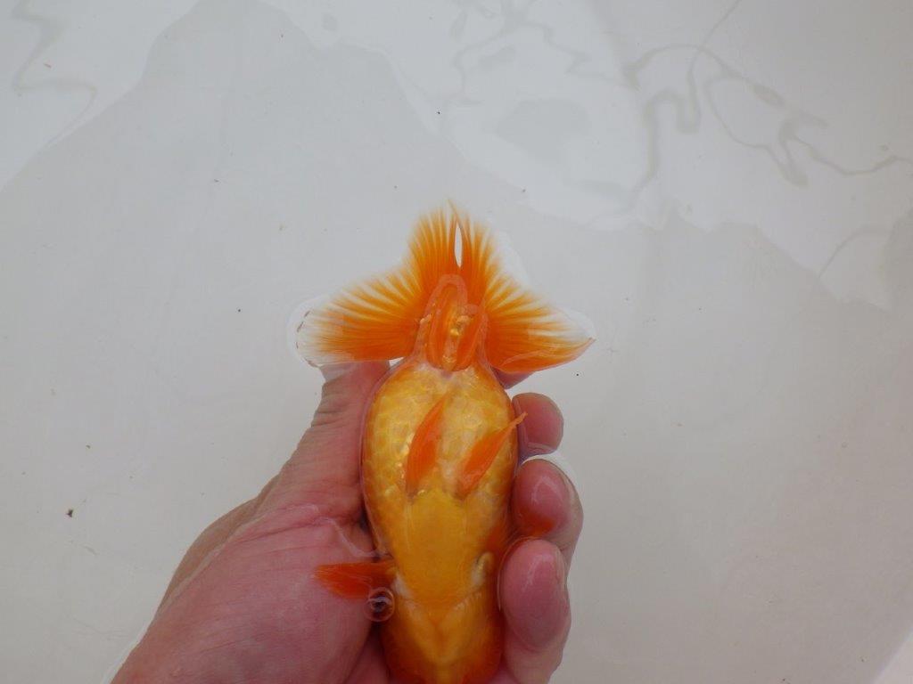 【 愛知超優良系統様】素晴らしい尾型で上見が映える当歳らんちゅう 約13㎝ オス?