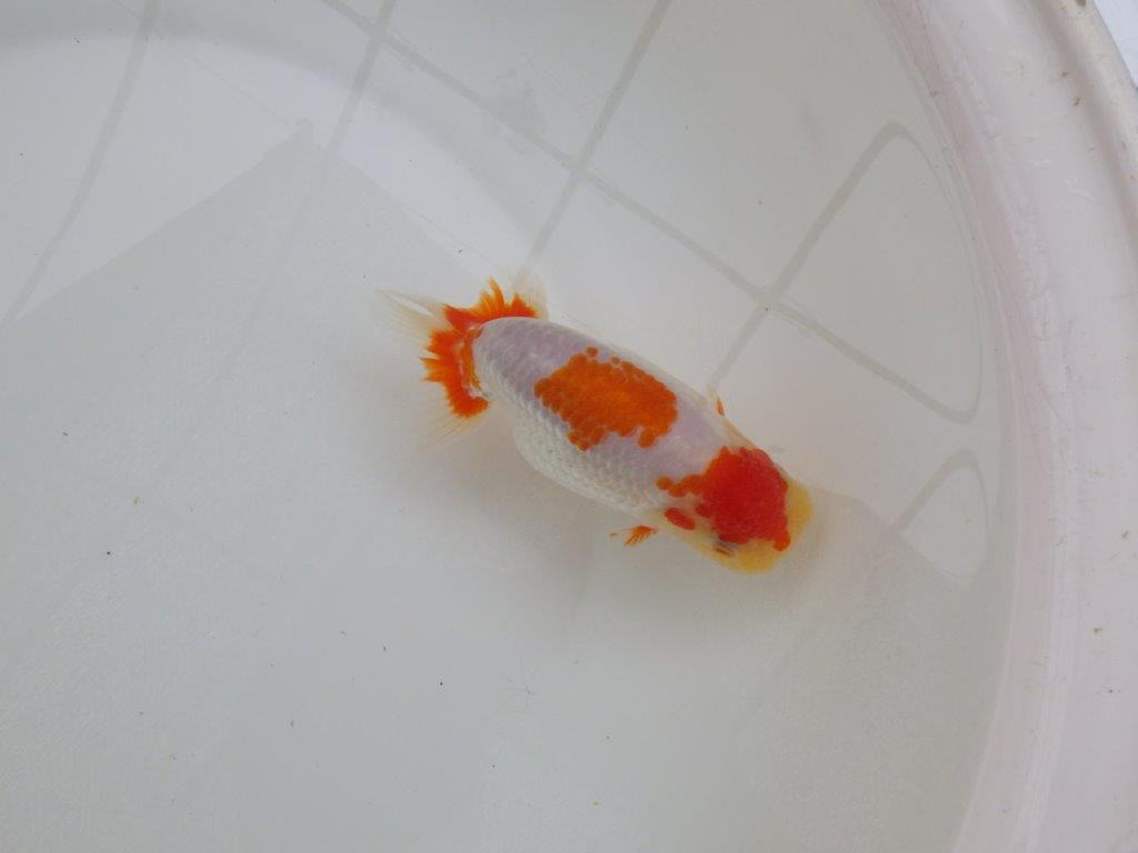 【 愛知超優良系統様】美しい更紗当歳らんちゅう 約13,5㎝