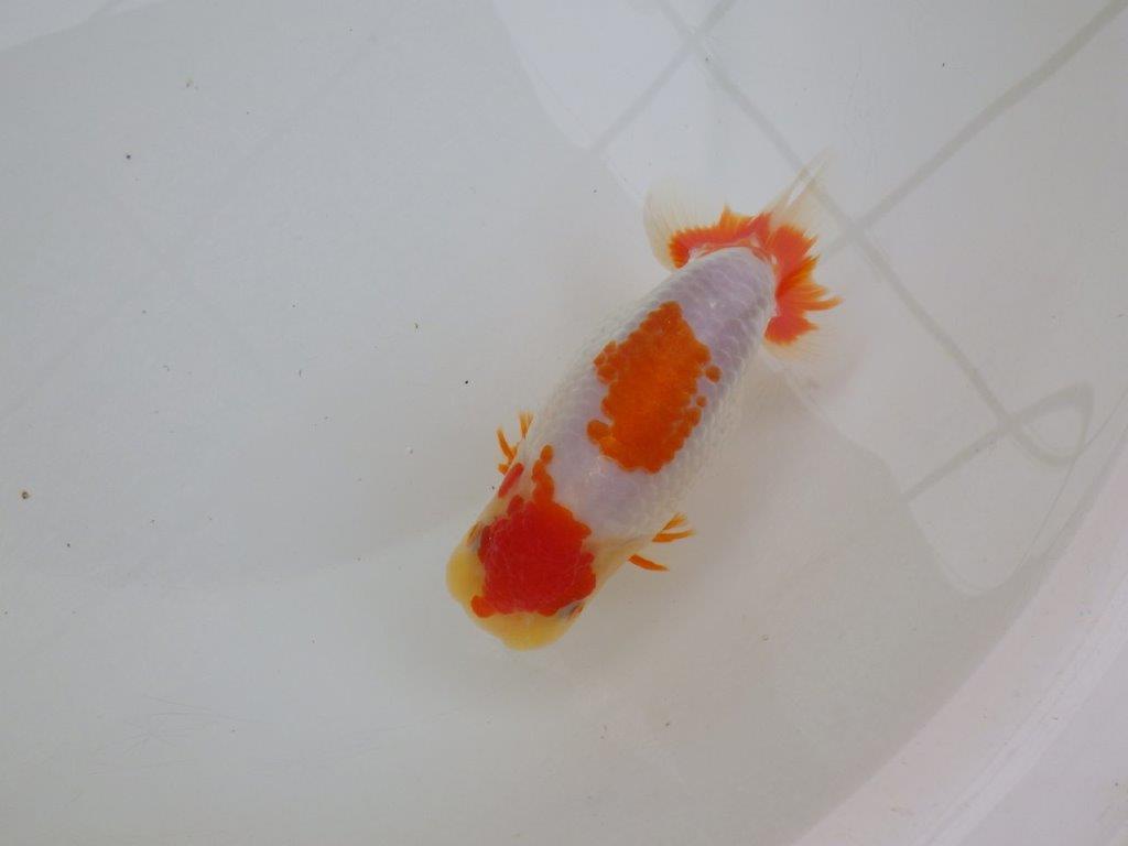 【 愛知超優良系統様】美しい更紗当歳らんちゅう　約13,5㎝の上身