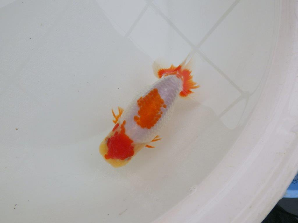 【 愛知超優良系統様】美しい更紗当歳らんちゅう 約13,5㎝