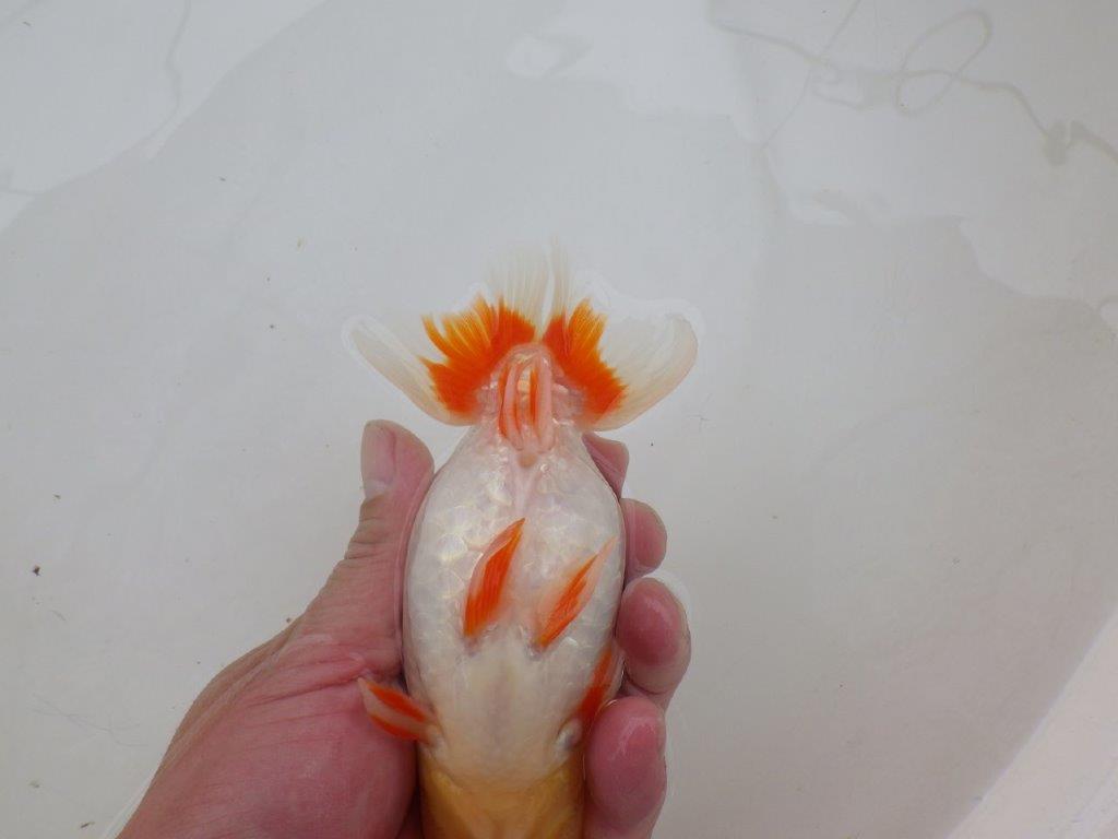 【 愛知超優良系統様】美しい更紗当歳らんちゅう 約13,5㎝