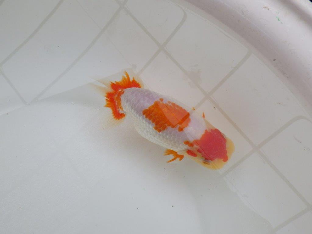 【 愛知超優良系統様】美しい更紗当歳らんちゅう 約13,5㎝