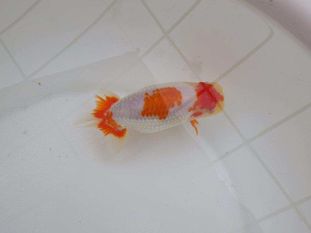 【 愛知超優良系統様】美しい更紗当歳らんちゅう 約13,5㎝