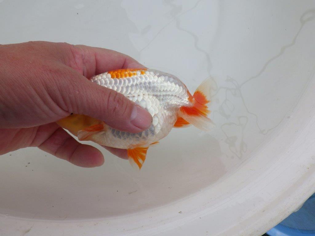 【 愛知超優良系統様】美しい更紗当歳らんちゅう 約13,5㎝