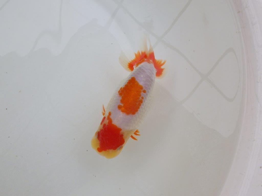 【 愛知超優良系統様】美しい更紗当歳らんちゅう 約13,5㎝