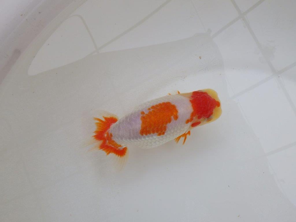 【 愛知超優良系統様】美しい更紗当歳らんちゅう 約13,5㎝