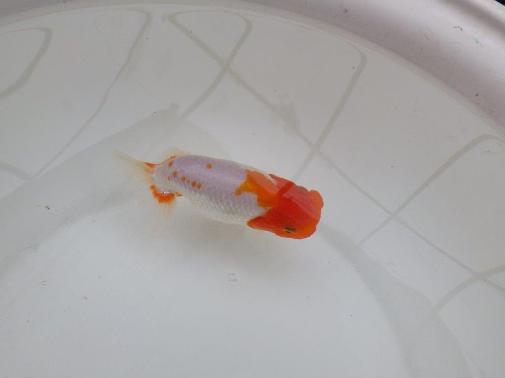 【 愛知超優良系統様】レア メンカブリ柄の綺麗な更紗 当歳らんちゅう 約13㎝ メス?