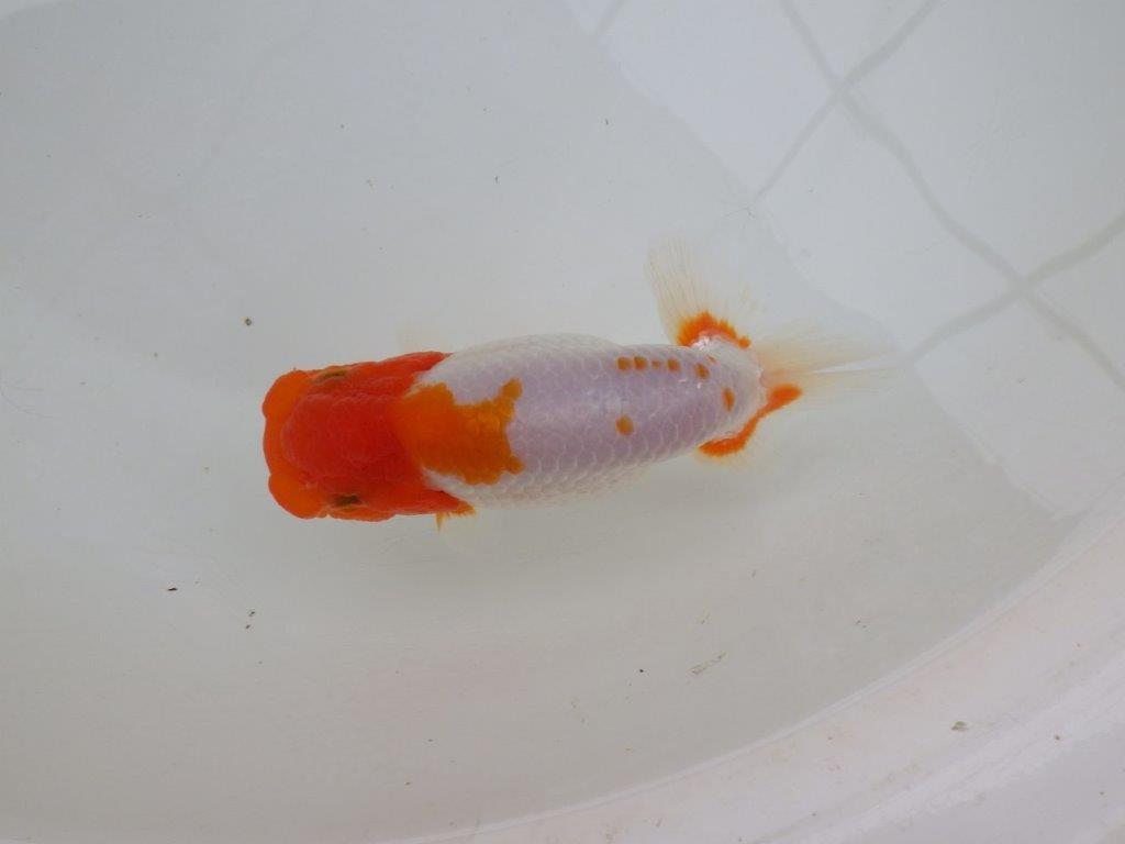 【 愛知超優良系統様】レア　メンカブリ柄の綺麗な更紗　当歳らんちゅう　約13㎝  メス？の上身