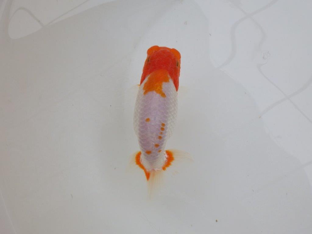 【 愛知超優良系統様】レア メンカブリ柄の綺麗な更紗 当歳らんちゅう 約13㎝ メス?