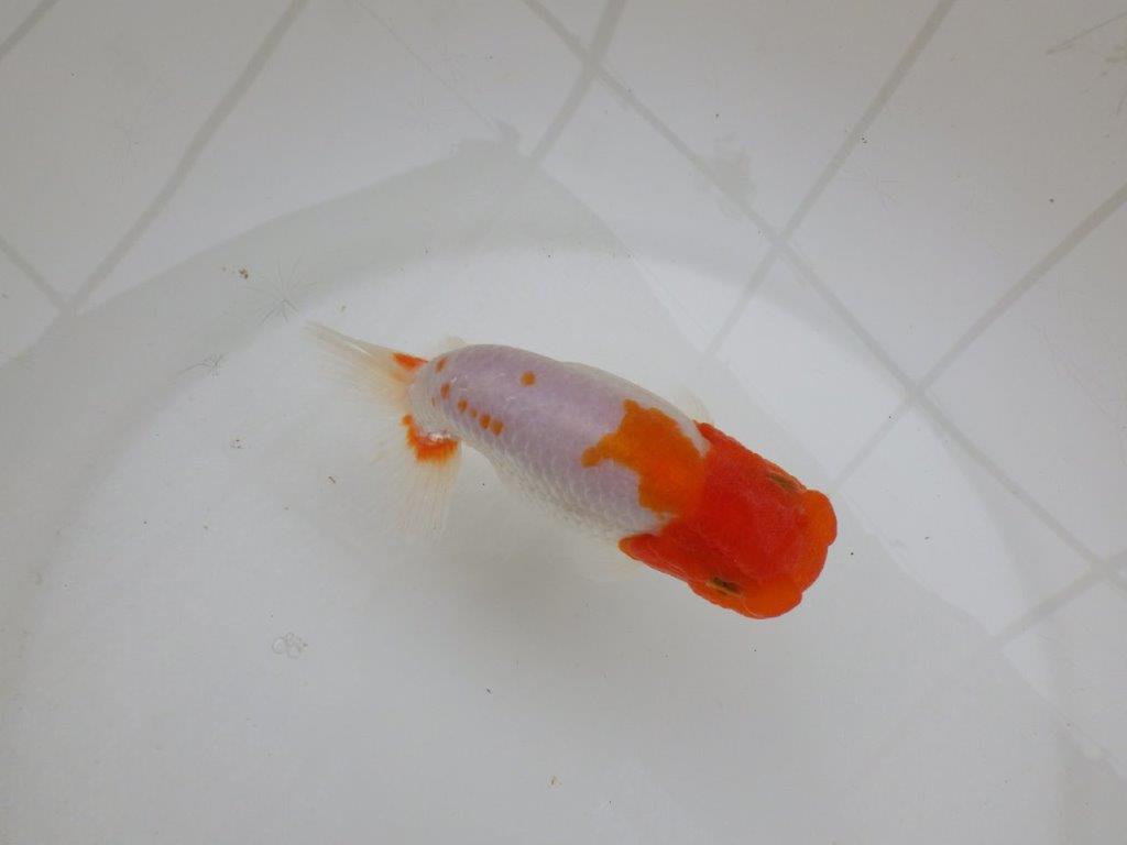 【 愛知超優良系統様】レア メンカブリ柄の綺麗な更紗 当歳らんちゅう 約13㎝ メス?