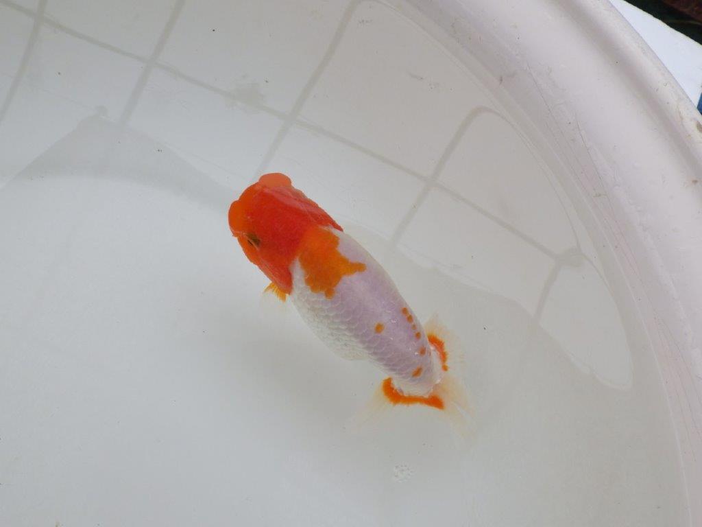 【 愛知超優良系統様】レア メンカブリ柄の綺麗な更紗 当歳らんちゅう 約13㎝ メス?