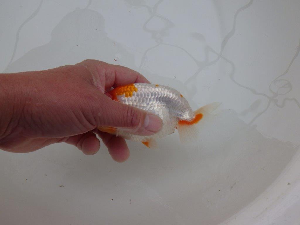 【 愛知超優良系統様】レア メンカブリ柄の綺麗な更紗 当歳らんちゅう 約13㎝ メス?