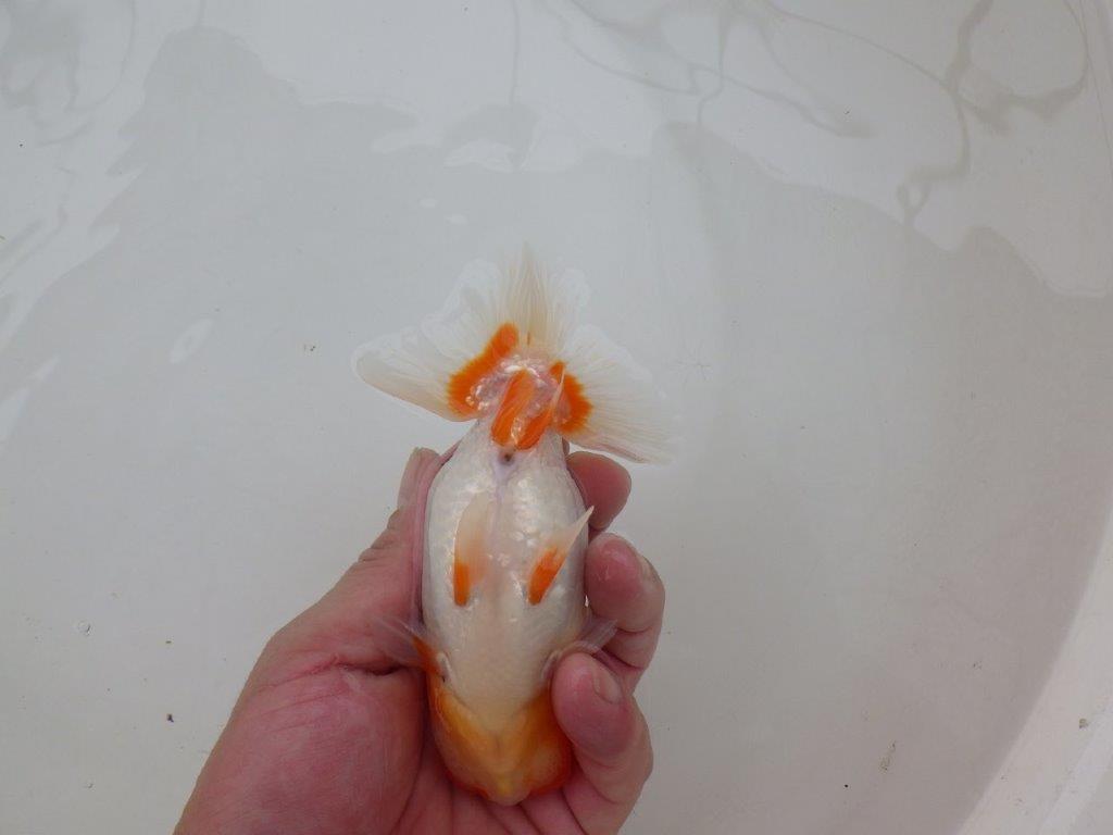 【 愛知超優良系統様】レア メンカブリ柄の綺麗な更紗 当歳らんちゅう 約13㎝ メス?