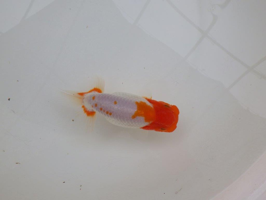 【 愛知超優良系統様】レア メンカブリ柄の綺麗な更紗 当歳らんちゅう 約13㎝ メス?