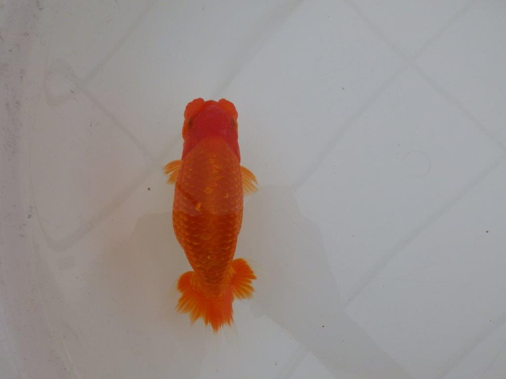 【 上位入賞独占ブリーダー】背なりが綺麗　当歳らんちゅう　東大関系統　約14,5㎝  オス？の上身