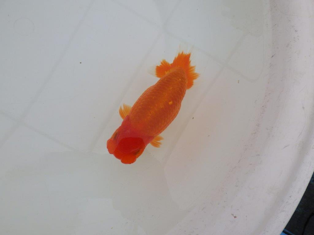 【 上位入賞独占ブリーダー】背なりが綺麗 当歳らんちゅう 東大関系統 約14,5㎝ オス?