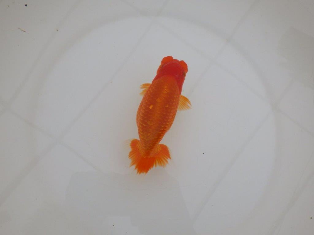 【 上位入賞独占ブリーダー】背なりが綺麗 当歳らんちゅう 東大関系統 約14,5㎝ オス?