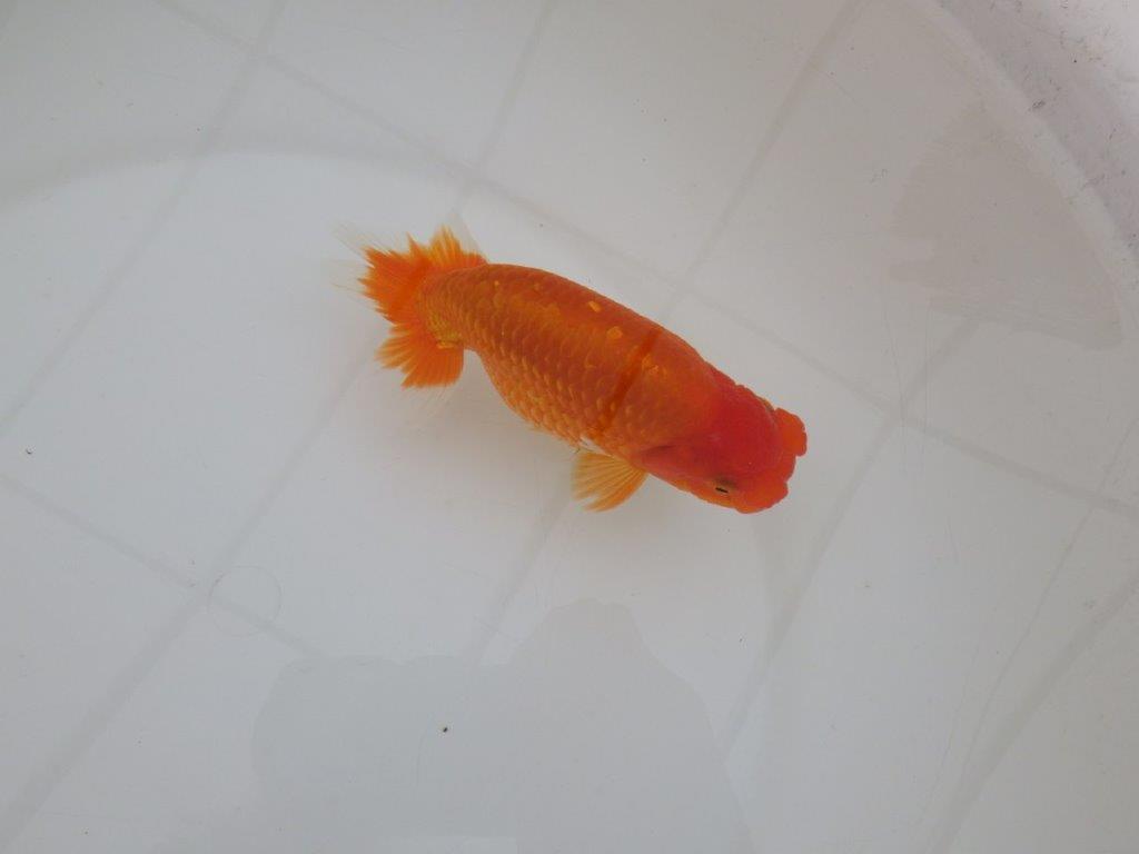 【 上位入賞独占ブリーダー】背なりが綺麗 当歳らんちゅう 東大関系統 約14,5㎝ オス?