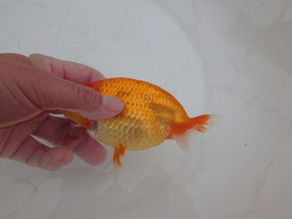 【 上位入賞独占ブリーダー】背なりが綺麗 当歳らんちゅう 東大関系統 約14,5㎝ オス?