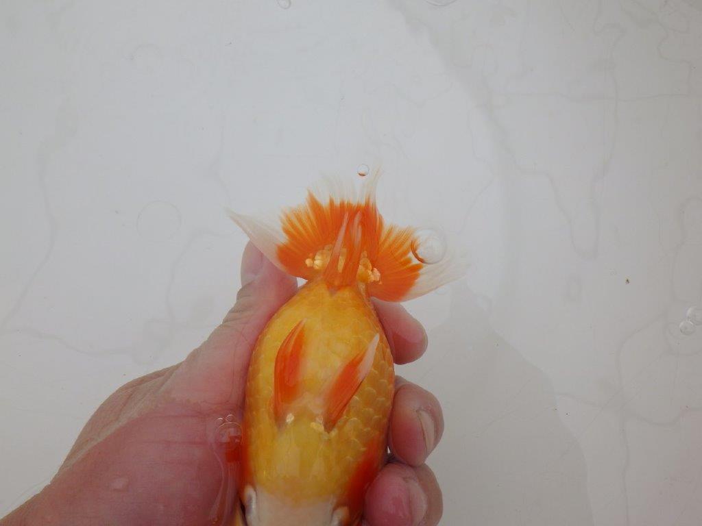 【 上位入賞独占ブリーダー】背なりが綺麗 当歳らんちゅう 東大関系統 約14,5㎝ オス?