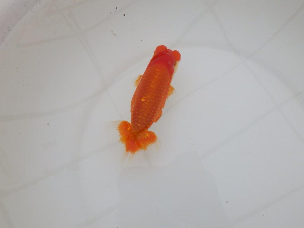 【 上位入賞独占ブリーダー】素晴らしいフンタン　当歳らんちゅう　東大関系統　約15㎝  オス？