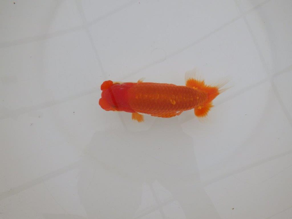 【 上位入賞独占ブリーダー】素晴らしいフンタン　当歳らんちゅう　東大関系統　約15㎝  オス？