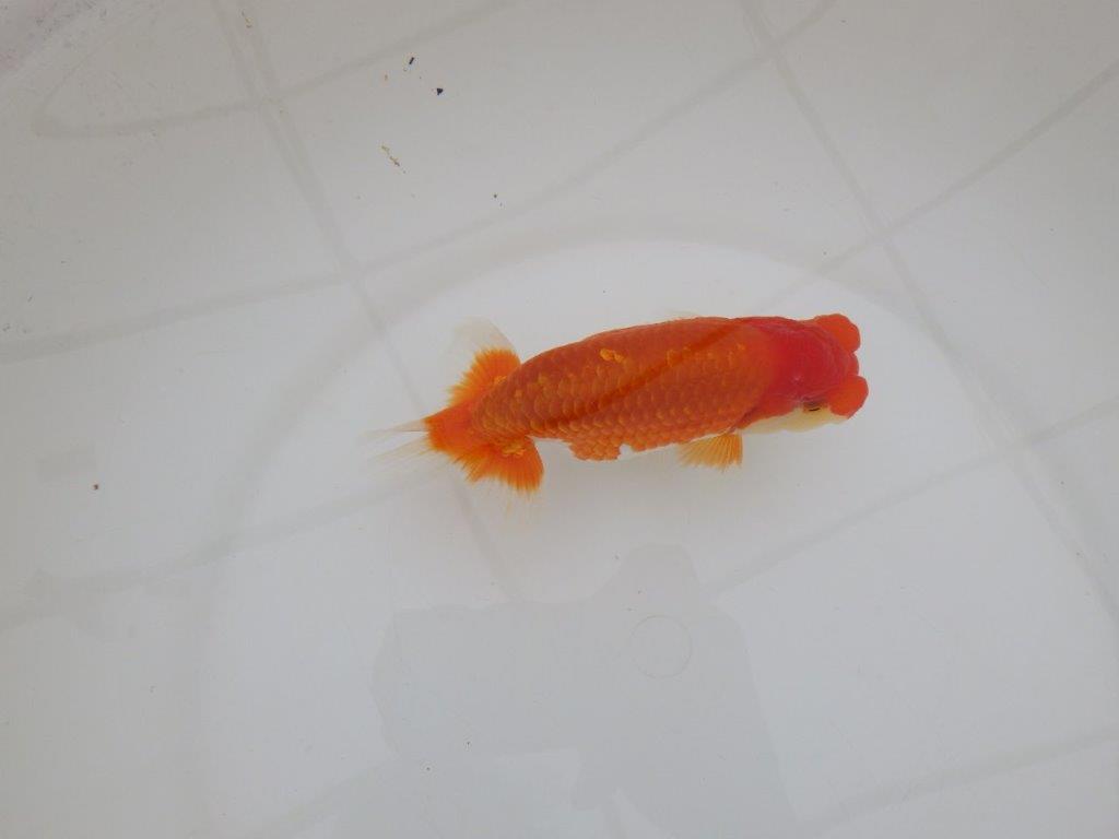 【 上位入賞独占ブリーダー】素晴らしいフンタン　当歳らんちゅう　東大関系統　約15㎝  オス？