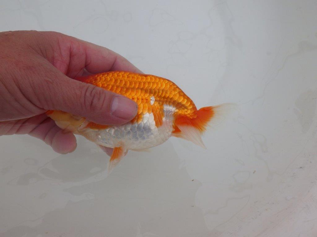 【 上位入賞独占ブリーダー】素晴らしいフンタン　当歳らんちゅう　東大関系統　約15㎝  オス？