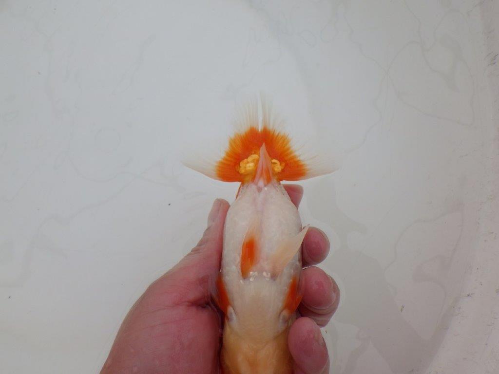 【 上位入賞独占ブリーダー】素晴らしいフンタン　当歳らんちゅう　東大関系統　約15㎝  オス？