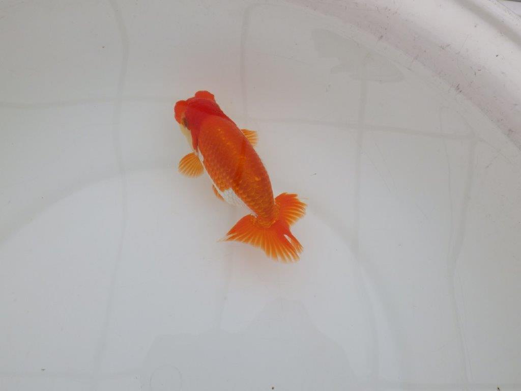 【 上位入賞独占ブリーダー】品評大会用に飼い込み　当歳らんちゅう　東大関系統　約13,5㎝  オス？