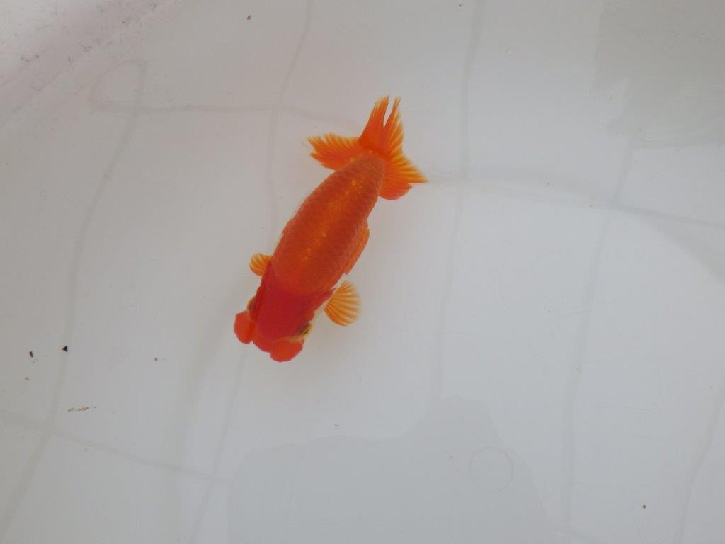 【 上位入賞独占ブリーダー】品評大会用に飼い込み　当歳らんちゅう　東大関系統　約13,5㎝  オス？