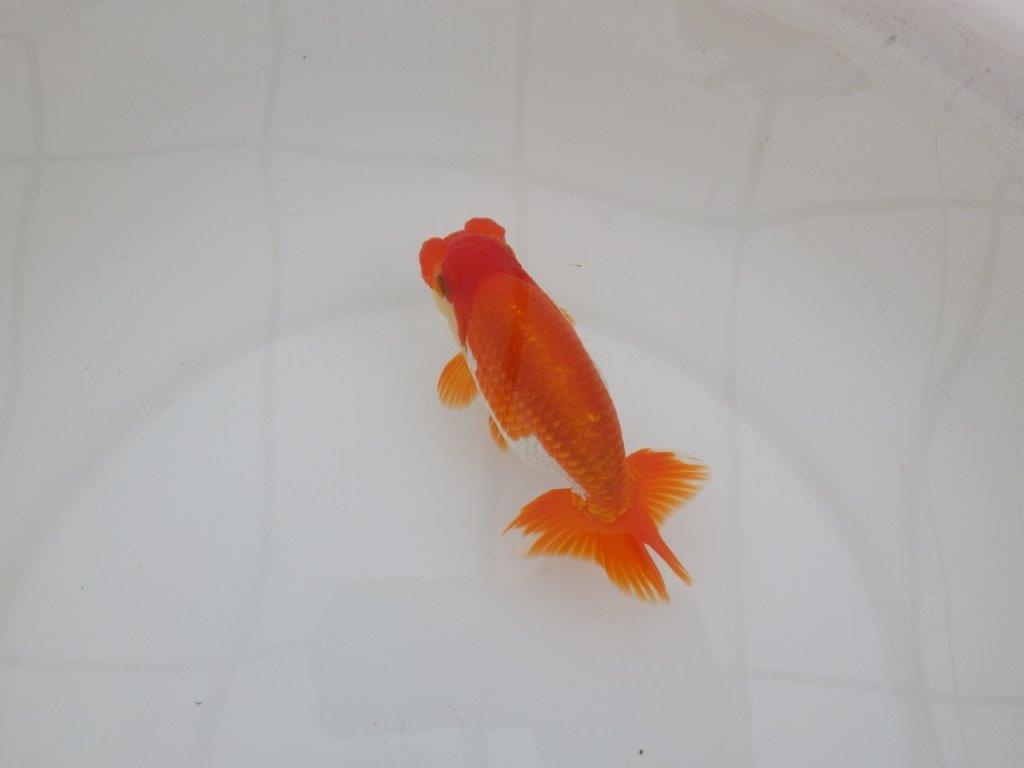 【 上位入賞独占ブリーダー】品評大会用に飼い込み　当歳らんちゅう　東大関系統　約13,5㎝  オス？