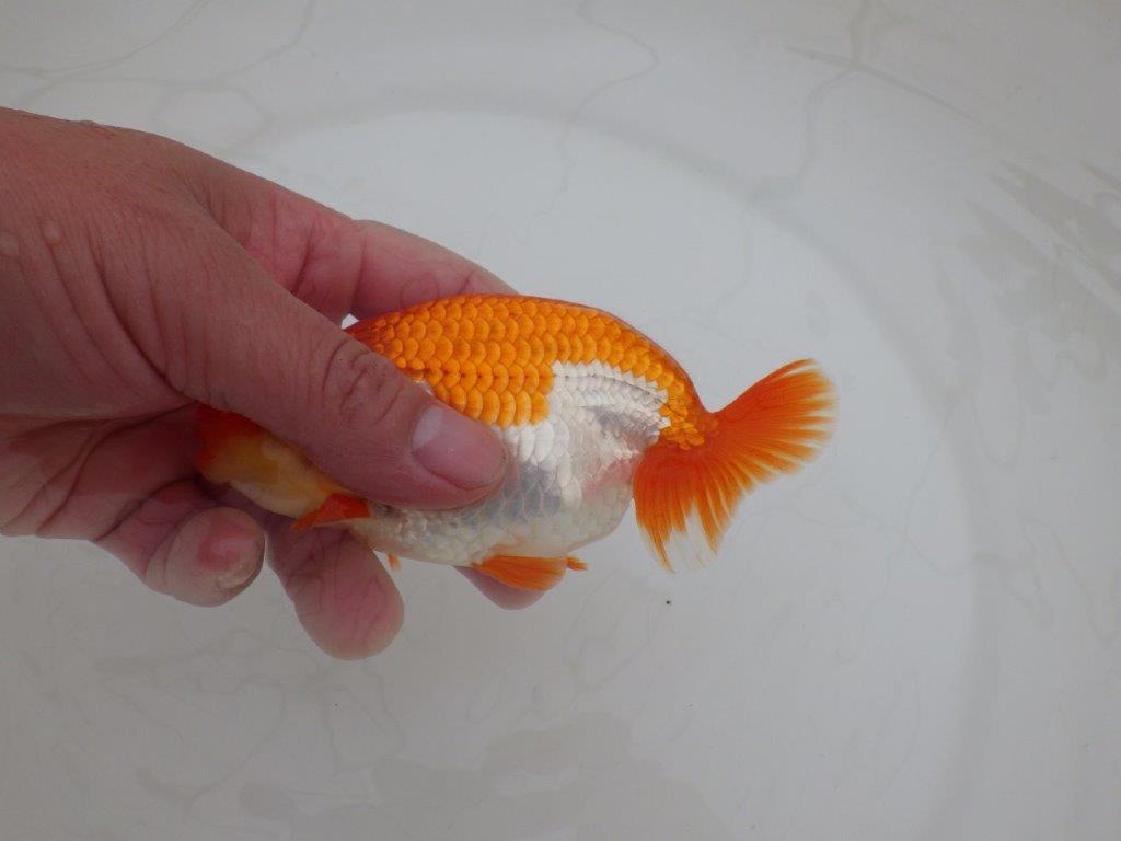 【 上位入賞独占ブリーダー】品評大会用に飼い込み　当歳らんちゅう　東大関系統　約13,5㎝  オス？