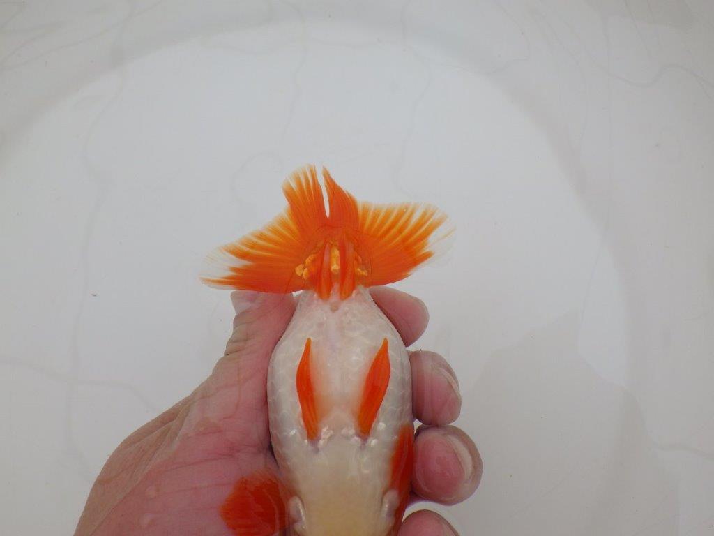 【 上位入賞独占ブリーダー】品評大会用に飼い込み　当歳らんちゅう　東大関系統　約13,5㎝  オス？