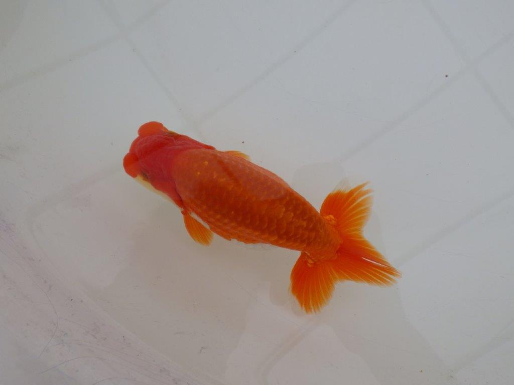 【 上位入賞独占ブリーダー】弐歳で勝負！　当歳らんちゅう　東大関系統　約14,5㎝  オス？