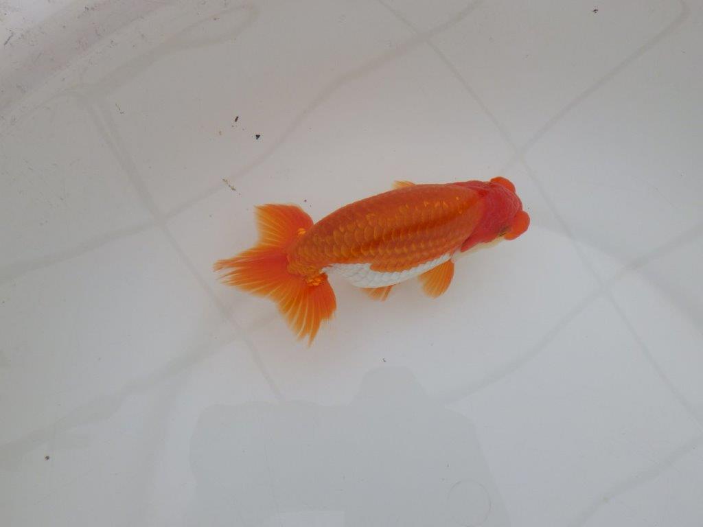 【 上位入賞独占ブリーダー】弐歳で勝負！　当歳らんちゅう　東大関系統　約14,5㎝  オス？