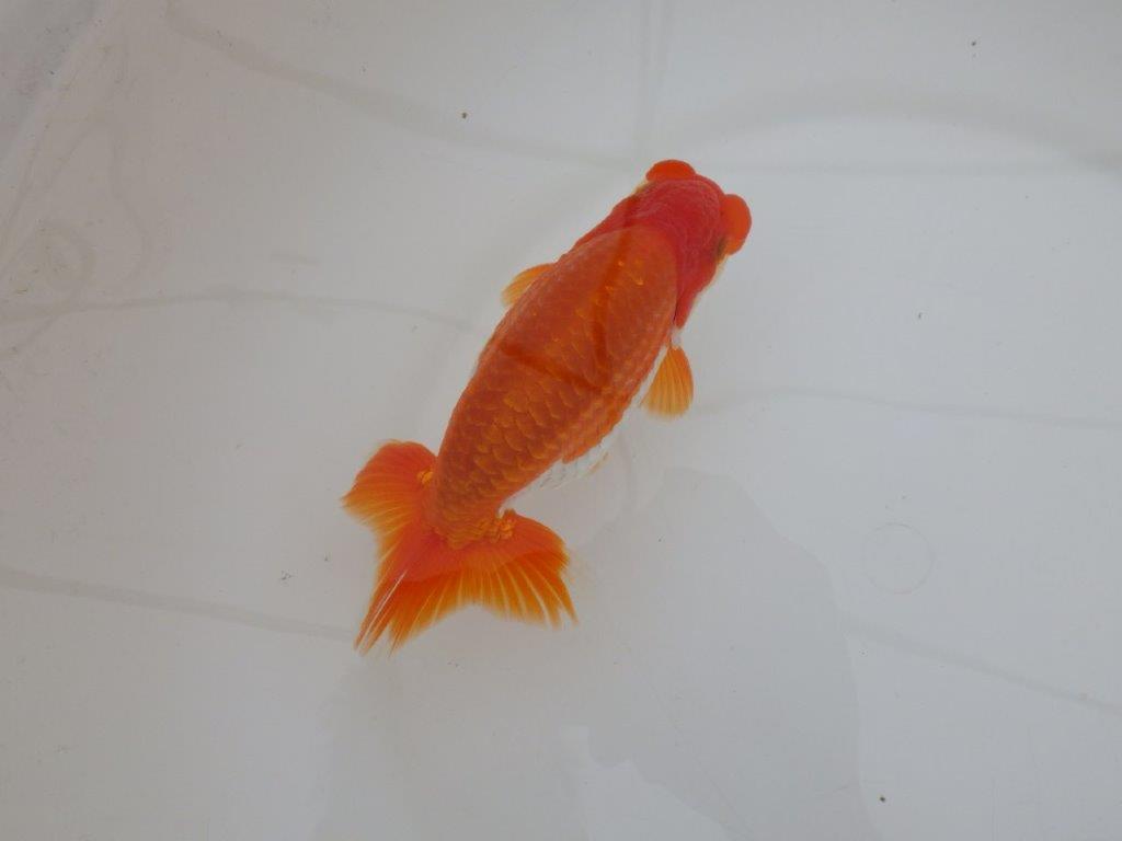 【 上位入賞独占ブリーダー】弐歳で勝負！　当歳らんちゅう　東大関系統　約14,5㎝  オス？