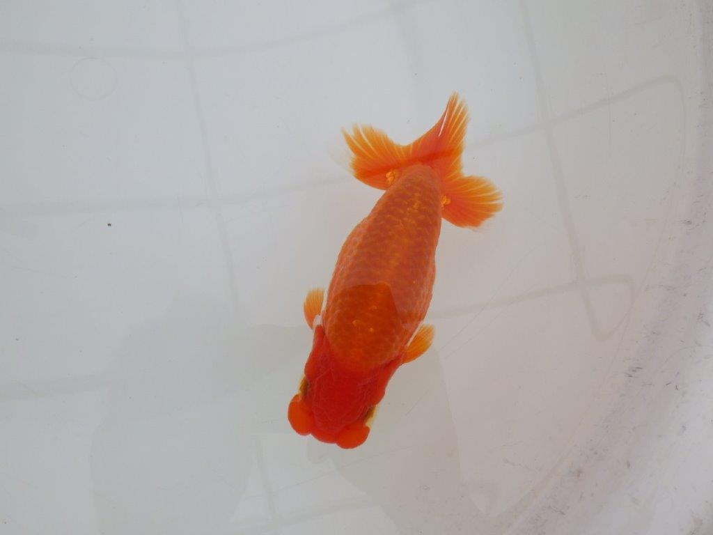 【 上位入賞独占ブリーダー】弐歳で勝負！　当歳らんちゅう　東大関系統　約14,5㎝  オス？