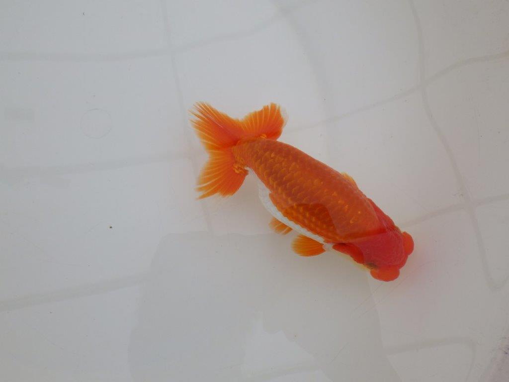 【 上位入賞独占ブリーダー】弐歳で勝負！　当歳らんちゅう　東大関系統　約14,5㎝  オス？