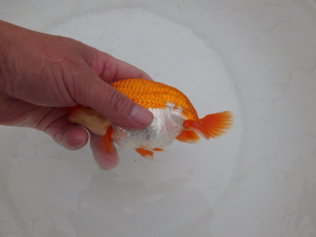 【 上位入賞独占ブリーダー】弐歳で勝負！　当歳らんちゅう　東大関系統　約14,5㎝  オス？