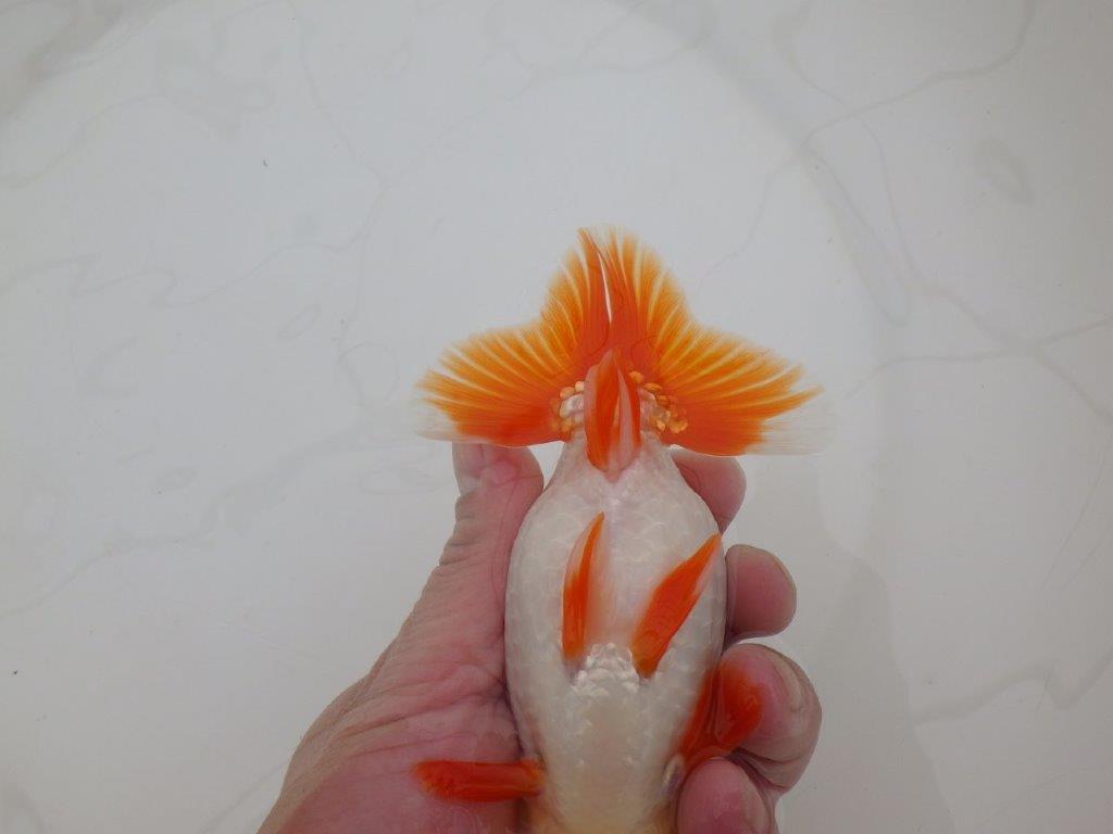 【 上位入賞独占ブリーダー】弐歳で勝負！　当歳らんちゅう　東大関系統　約14,5㎝  オス？