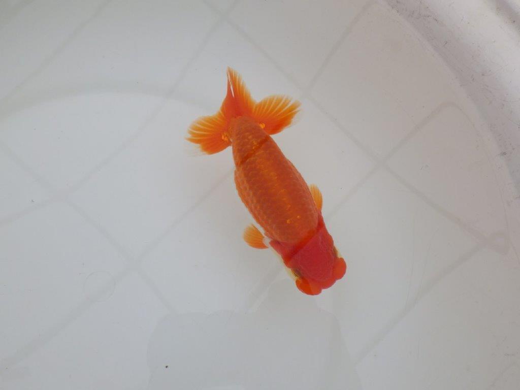 【 上位入賞独占ブリーダー】弐歳で勝負！　当歳らんちゅう　東大関系統　約14,5㎝  オス？